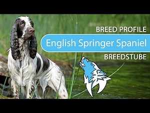 ► English Springer Spaniel Breed Profile [2022] Temperament & Training