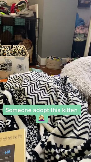 Someone adopt this kitten