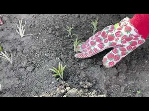 Rozmarin, salvie, cimbru. Înmulțirea și îngrijirea plantelor aromatice