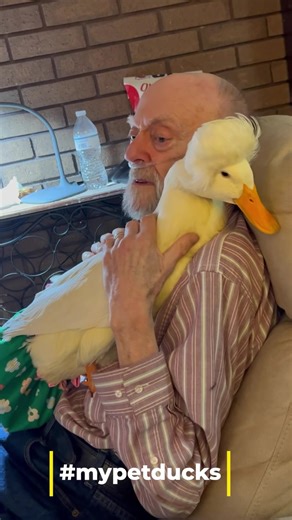Poppy telling a story about a crow he rescued when he was young. “Sam” was one of his favorite childhood pets. Gertrude liked this story better than the one about the cow 🤣 Gertrude is a 6 year old crested Pekin. She lives inside, wears diapers and is a support animal for my dad, Poppy. We love her beyond words. Be the reason someone smiles today 😊 | Pip, my pet duck and friends