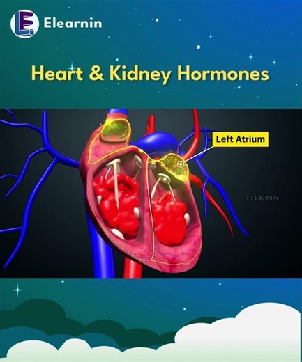 Heart and Kidney Hormones | Hidden Hormones Explained | #science #biology #scienceexplained #shorts