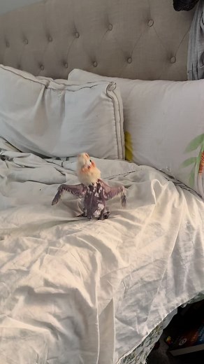 More Chicken Dance! #chickenthegoffintoo #myflyingfids #goffincockatoo *Chicken is a survivor of neglect and abuse. Before I adopted her, she spent a long life locked inside of a cage in a dark basement. The anxiety and depression associated with that caused her to pluck herself for many years. I don’t know the exact details of what happened to her in the past but I know it was bad and that she had at least 2 untreated breaks in her leg. I can’t say for certain if she will get any feathers back