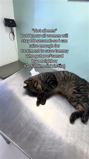 Thank you to anyone who helped so far and please guys help if u can🤍🙏🏻 #sickcat #catsoftiktok #fyp