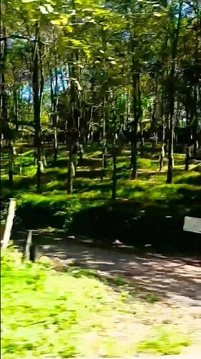 Everyone knows an ant can't move a rubber tree plant