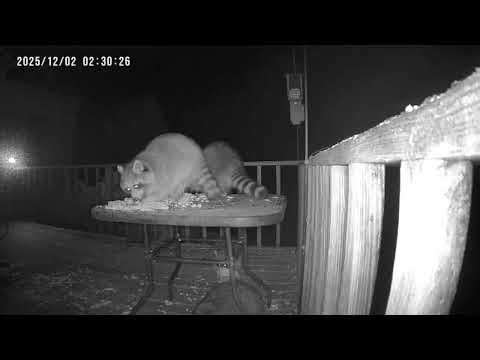 Archive Files of Birdbath Cam Compilation 20251203