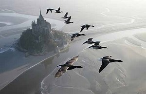 Flying With The Birds