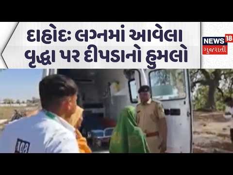 Leopard attacks elderly man in Dahod | લગ્નમાં આવેલા વૃદ્ધા પર દીપડાનો હુમલો | News18 Gujarati