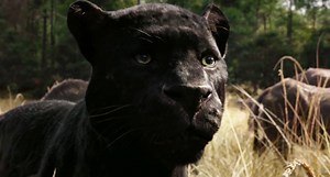 “This is not a game… the jungle is no longer safe for you. You are being hunted by a tiger.” #TheJungleBook | Walt Disney Records