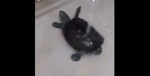 Random Clip Of The Week: The Turtle Twerk!