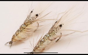 Saltwater shrimp fly tying lesson, Step by step : Pro Dotted Shrimp