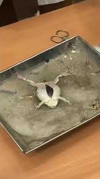 Frog Dissection -Biology - #frog #laboratory #lab