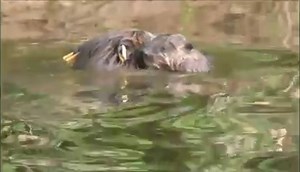 547K views · 10K reactions | Female from the first wild beaver colony...