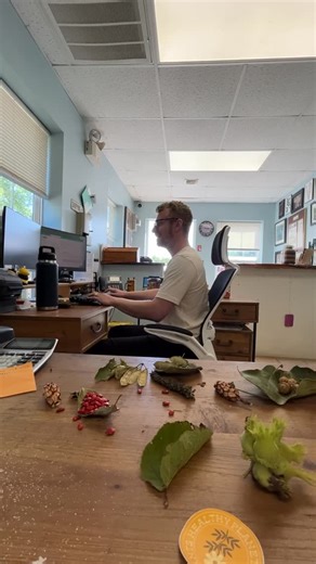 Pinelands Nursery on Instagram: "sequel no one asked for 😂🌿 🌿Ceanothus americanus (New Jersey Tea) Drought-tolerant, nitrogen-fixing shrub with deep roots, white blooms, and big pollinator power. 🦋 It’s a host plant for several butterfly and moth larvae, including #SummerAzure and #SpringAzure. 🐝 Supports specialist native bees, like Andrena ceanothi, that depend on its pollen. #Ceanothus #NewJerseyTea #NativePlants #EcologyFacts #PollinatorPlants #NitrogenFixer #SoilHealth #DroughtTolerant