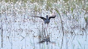 Black-necked Stilt standing in shallow water flapping its wings in a flooded field in Utah.