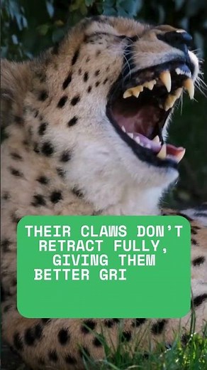Cheetahs don’t climb trees — here’s why! 🐆🌳 #wildlife #cheetah