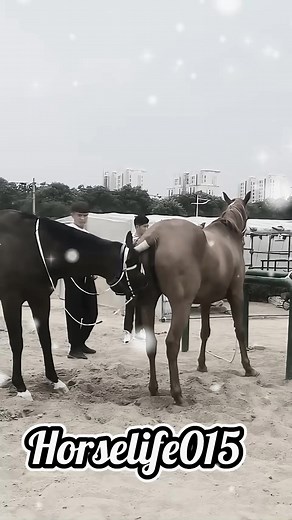 Today Stallion Horse Breeding for new horse baby #horselife #horselove #horsebreedin #horsemeeting #breedinghorse #todaymeetinghorse #newhorse #virla #fyp #tiktok