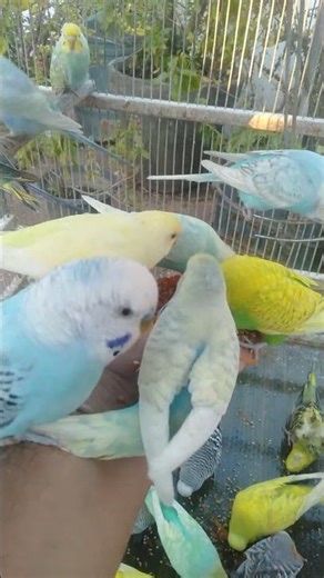 Rare Budgie Pattern You’ve Never Seen Before 😱🪶