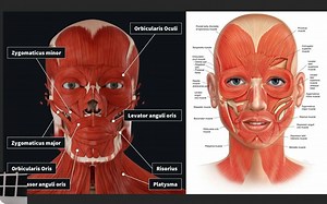 Maya 2020面部绑定动画学习视频教程 Facial Rigging 101 – Maya 2020