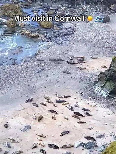 #cornwall #muttoncove #seal