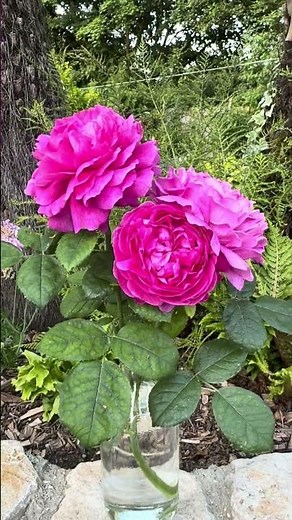 English shrub rose “Noble Anthony” -(Ausway )#gardenerben