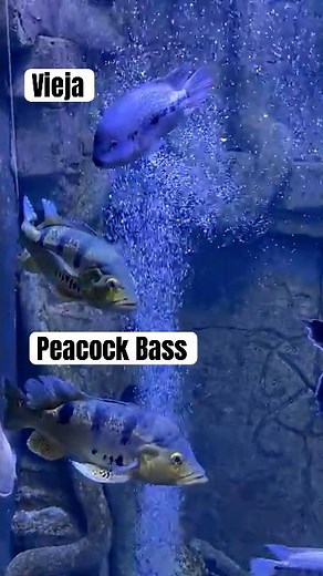 Peacock Bass, Iridescent Shark Catfish, Snakehead, Oscars & Viejas 🐟 | Oceanarium Wonders #shorts