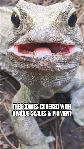 TUATARA Three Eyed Reptile from #newzealand