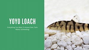 Yoyo Loach (A Complete Care Guide)