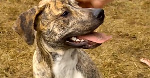 Spokane City Council passes SCRAPS resolution after over a dozen dogs euthanized