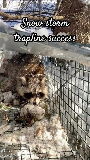 How I caught a racoon in feet of snow!
