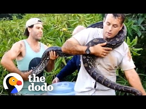 Guys Rescue A Mama Python — And Her 40 Eggs | The Dodo
