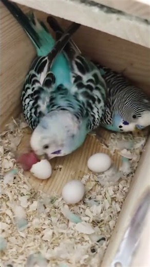 budgie egg hatching Guide Read in Description