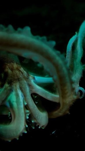 I Found Something Ancient in the Tide Pool Tonight"