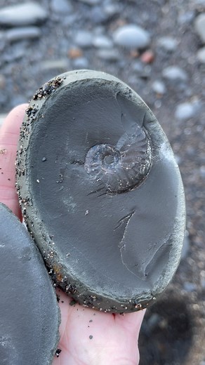 28K views · 173 reactions | Here is an ammonite that I found on the Yorkshire Coast  #fossils #fossil #ammonite #ammonites #pyrite #ancient #curiosity #nature #photography #natural #history #naturalhistory #jurassic #coast #jurassiccoast #beach #stones #rocks #sea #sand #maryanning #dinosaur #palaeontology #geology #dorset #charmouth #charmouthbeach #lymeregis #yorkshire #fascinatingfossils | Fascinating Fossils | Facebook
