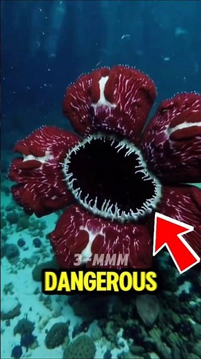 Top 5 Poisonous Flowers That Look Beautiful 🌸☠️ #shorts #dangerous #flowers