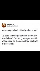 Every cat ever #cat #memes #cats #catsofinstagram | Catish