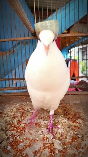 Hitungan detik suara burung puter putih albino ini bikin puter lain ikutan gacor #birds #albino