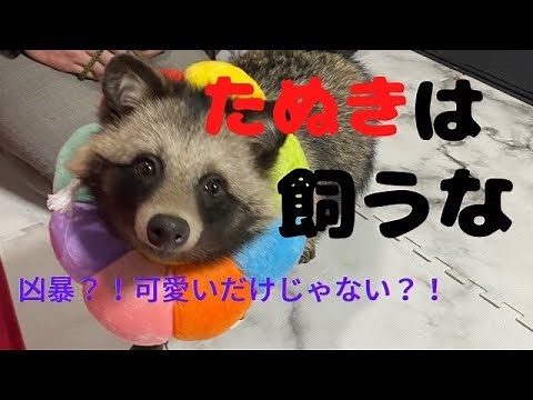 たぬきを飼いたい人は絶対見てください！