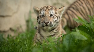 Columbus Zoo tiger cubs make their public debut (photos)