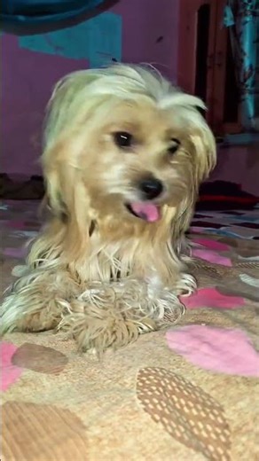 monty ka aaj dimang🧠 khrab ho gya 😅😆 #trendingaudio #reelsinstagram #doggielife #pets #reels #shorts