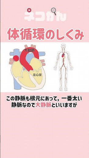Learn about blood flow! ~ Systemic circulation ~