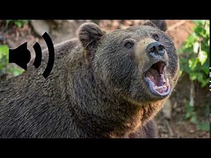 bear call