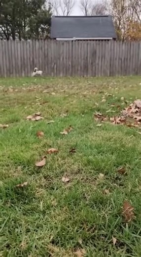 Dog VS Skunk | Kursus Jati Diri & Kesukarelawanan Remaja