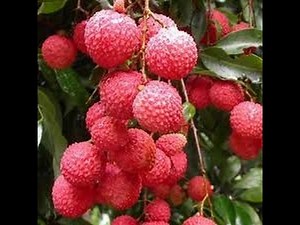 Top 10 benefits of Lychee fruit