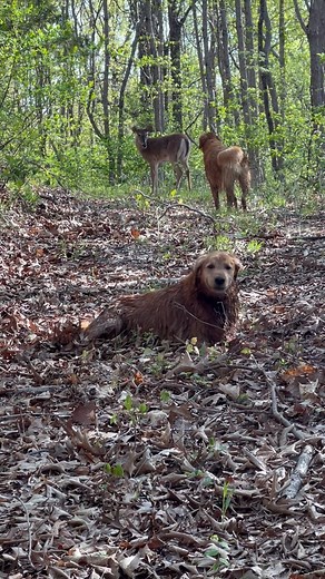 This was the first video where I noticed this buck who seemed so comfortable around us, later I realized it was one of Belle’s babies born last year and now he returns almost daily, he was named Bubbers by a follower, @moonpup, and we just love him🥰💕🦌 I share him on my stories almost daily so make sure to check those out💕 and of course G-bro had to roll around in leaves after being in the pond🥰🦮🥰 #trails #hiking #Cats #Dogs #HikingWithCats #ASMR #Animals #GoldenRetrievers #HikingWithDogs 