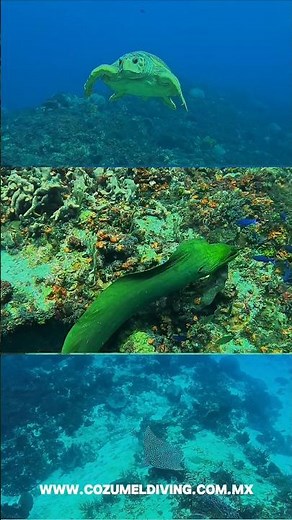 Best Scuba Diving in Cozumel 🇲🇽🤿 | Drift Diving Paradise