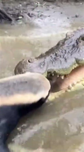 Honey Badger vs Alligator - Who Wins? #honeybadger #wildlife #shorts