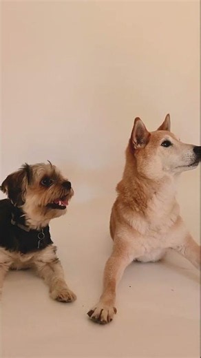 Why Dogs Tilt Their Heads 🐶 (The Real Reason Will Melt Your Heart!) #shorts