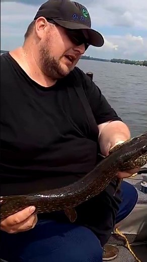 Pike while trolling. #pikefishing #fishing #trolling