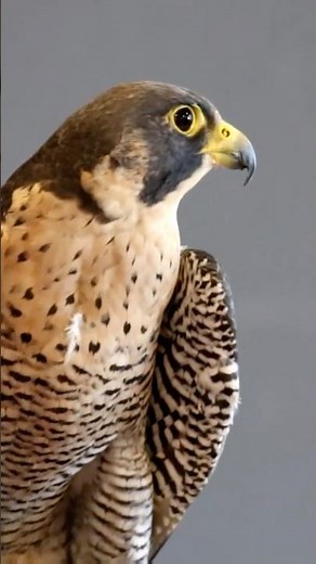Peregrine Falcon: The Fastest Animal on Earth! 🦅 #SpeedRecord