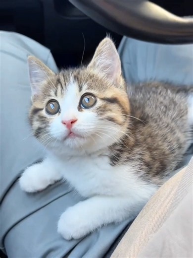 i found a cat family behind my house 😺❤️ two adorable babies needed a home so I adopted them 🥹🏡 #rescue #cat #kittensoftiktok #babyanimals #tiktokgrowthchallenge